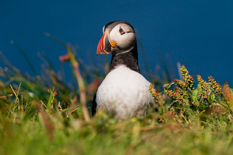 122 Treshnish eilanden, papegaaiduiker.jpg